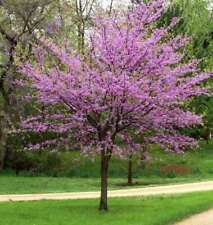 Cercis canadensis cercis usato  Napoli