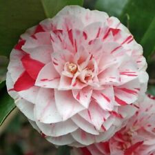 Camellia lavinia maggi for sale  MARCH