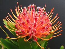 Protea scarlet ribbon for sale  Shipping to Ireland
