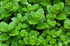 Peppermint seeds spearmint for sale  Easton