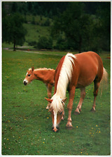 Pferde postkarte groh gebraucht kaufen  Langen