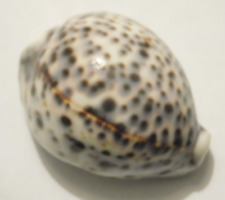 Cypraea tigris shell for sale  Mayodan