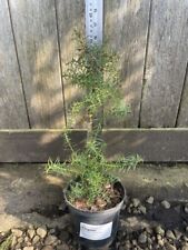 Japanese red cedar for sale  CHORLEY