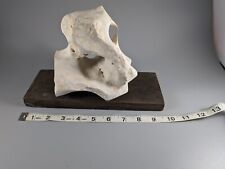 Texas natural limestone for sale  Lockhart