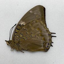 Butterfly charaxes tiridates for sale  READING