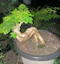 NYATA. Actual Plant. Rare Unique Bougainvillea Bonsai with Character for sale  Shipping to South Africa