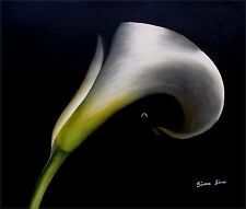 Giant single calla for sale  Elk Grove