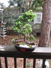 Specimen bonsai tree for sale  Gainesville