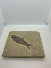 Fish fossil fish for sale  DONCASTER