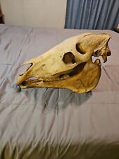 Authentic horse skull for sale  Henderson