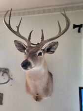 Point white tail for sale  Dallas