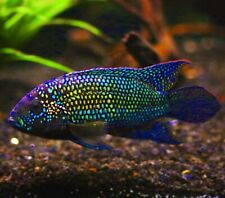 Jack dempsey cichlid for sale  LONDON