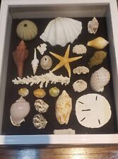 Pre owned seashell for sale  USA