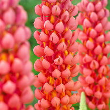 Lupin terracotta upright for sale  UK