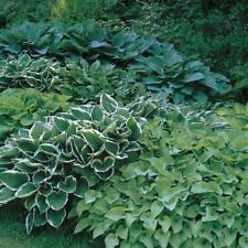 Pack mixed hosta for sale  UK