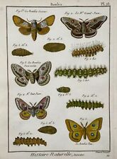 1790 farfalle bombix usato  Spedire a Italy