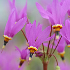 Dodecatheon perennial hardy for sale  IPSWICH