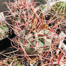 10 FRESH SEEDS Thelocactus heterochromus cv for sale  Shipping to South Africa
