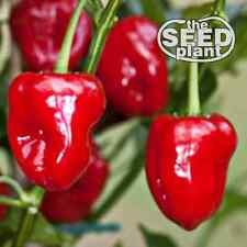 Habanero red pepper d'occasion  Expédié en Belgium