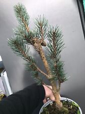 Pinus sylvestris fastigiata for sale  LIVERPOOL