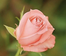 Classic style rose for sale  Goldsboro