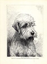 Used, 1930s Vintage Dandie Dinmont Terrier Print Ernest Chapman Illustration Art 4735p for sale  Shipping to South Africa