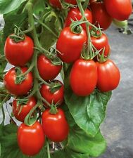 Tomatensamen rumänische sorte gebraucht kaufen  Beilngries