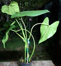 Philodendron species plant for sale  Hollywood