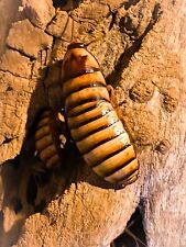 Cucaracha silbante de Halloween 1 macho adulto segunda mano  Embacar hacia Argentina