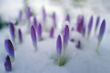 Winterharte lila krokusse gebraucht kaufen  Kaiserslautern