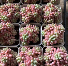 Echeveria daphne cluster for sale  Ireland
