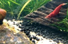 Fire red shrimp for sale  WARWICK