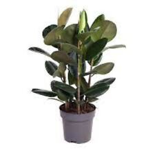 Ficus elastica 50 for sale  Manassas