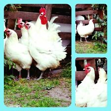 Hatching eggs bleu for sale  Shipping to Ireland