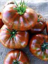 Tomatensamen russische sorte gebraucht kaufen  Beilngries