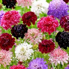 Scabious tall mixed for sale  SOUTHEND-ON-SEA