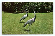 Demoiselle Cranes South Central Eurasia Sarasota Jungle Gardens FL VTG Postcard for sale  Shipping to South Africa