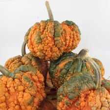 Pumpkin Zombie F1 - 5 sementes - Embalagem sem plástico, usado comprar usado  Enviando para Brazil