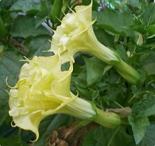 Datura suaveolens double d'occasion  Expédié en Belgium