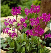 Dodecatheon media plant for sale  DURHAM