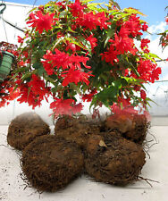 Red pendula begonia for sale  ALFRETON