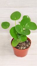pilea chinese ufo money plant for sale  Reseda
