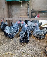 Silver laced wyandotte for sale  CHESTERFIELD