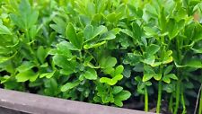 Poncirus trifoliata three for sale  Shipping to Ireland