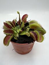 Pianta carnivora dionaea usato  Terlizzi