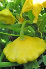 Yellow bush scallop for sale  Deltona