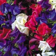 Sweet pea starry for sale  WITHAM