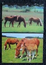 Postkarten pferd pferde gebraucht kaufen  Limburg