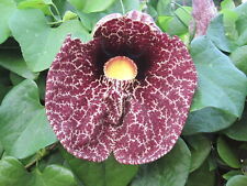 Gespensterblume aristolochia e gebraucht kaufen  Schmidmühlen