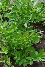 Herb lovage levisticum for sale  SALISBURY